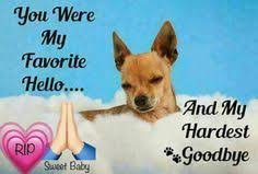 Pin By Cheryl Ivers On After This Life Chihuahua Lover Losing A Pet Doggy