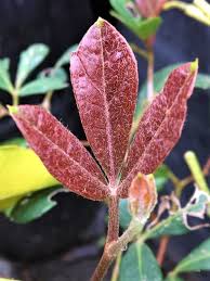 Image result for Rhoicissus digitata