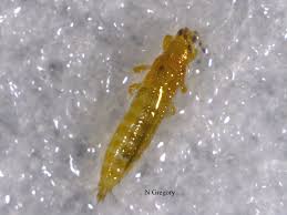 Until the 1940s, pest control chemicals were derived from plants and inorganic compounds. Hot Topics Plant Diseases Plant Diagnostic Health Topics