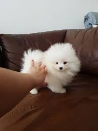 Sweet Teacup Pomeranian Puppies For Adoption 909 296 7704 Pomeranians Adoption9092967704 Pomerani Puppy Adoption Pomeranian Puppy Pomeranian Puppy Teacup
