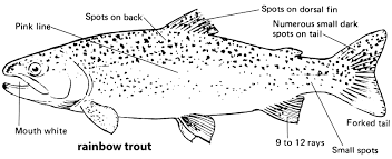 Iowa Fish Species