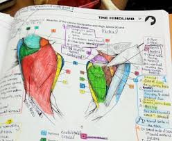Human Anatomy Drawing Book Pdf Free Download Beautiful Coloring Pages Saunders Veterinary Anatomy Colori In 2020 Anatomy Coloring Book Coloring Books Cat Coloring Book