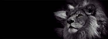 This is a great starting point, but of course it's never quite that simple. Lion Black Facebook Cover Black And White Lion Lion Wallpaper Cover Photos