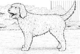 Cute elf coloring pages gallery. Dog Coloring Pages By Yuckles Dog Coloring Page Puppy Coloring Pages Labradoodle Drawing