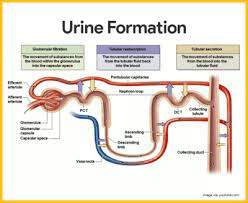 Urinary System Anatomy And Physiology Study Guide For Nurses Kedokteran Biologi Pendidikan