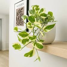 Image result for Dierama parviflorum