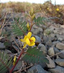 Image result for Chamaecrista grantii