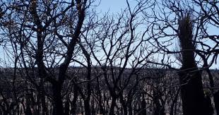 Bushfire Aftermath Burnt Out Banksia Forest In Yanchep National Park North Of Perth Western Australia About A Week Australian Trees Western Australia Photo