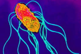 Salmonella Enterica Serovar Paratyphi Microbewiki