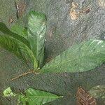 Image result for Uapaca guineensis