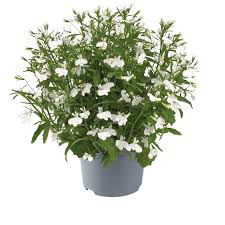 Image result for Lobelia thermalis