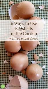 6 Ways To Use Eggshells In Your Garden Egg Shells Egg Shells In Garden Vegetable Garden For Beginners