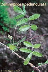 Image result for Commiphora pedunculata
