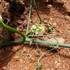 Image result for Coccinia barteri