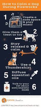 Here are some top tips and advice from. Why Are Dogs Scared Of Fireworks Help Ease Your Dog S Fireworks Anxiety Caninejournal Com