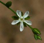 Image result for Limeum argute-carinatum