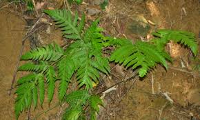 Image result for Gleichenia elongata