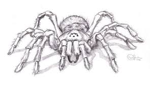 Realistic Spider Drawing Animals Realistische Zeichnungen Zeichnung Spinne Zeichnung