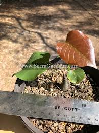 Image result for Pseudobombax