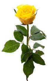 Single Yellow Rose Isolated On A White Background Sponsored Sponsored Affiliate Yellow Background W Yellow Roses Yellow Rose Flower Yellow Flowers
