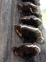 Xlwrida Agioy Oroys Meat Jerky Meat Food