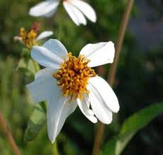 Image result for Bidens sp.no.1