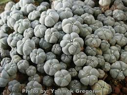 Image result for Loxodera caespitosa