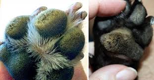 Are Your Dog S Paw Pads Hairy It Might Be Hyperkeratosis Here S What To Do Paw Care Dog Paw Pads Dog Paw Care