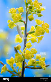 Image result for Santalaceae