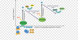 The electrons emitted from psii are picked up by electron carriers in the membranes of the thylakoids. Light Dependent Reactions Light Independent Reactions Synthesis Thylakoid Light Angle Text Png Pngegg