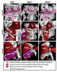 There are similarities between the crest of this variation and the crest of ślepowron coat of arms. arms derivatives of korwin, alternative drawings and entitled family versions. Unique Morphogenetic Signatures Define Mammalian Neck Muscles And Associated Connective Tissues Biorxiv