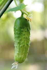 Maybe you would like to learn more about one of these? Timun Sayur Mayur Sayuran Segar Buah Buahan Dan Sayur Sayuran Makanan Acar Pikist