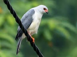 Image result for Paropsia grewioides