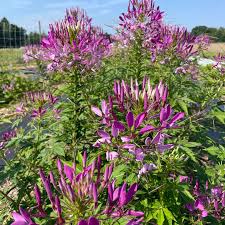 Image result for Cleome oxyphylla