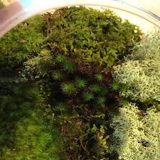Pin On Live Preserved Moss
