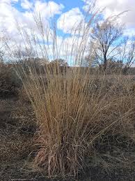 Image result for Sorghastrum