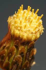 Image result for Argyrolobium rupestre