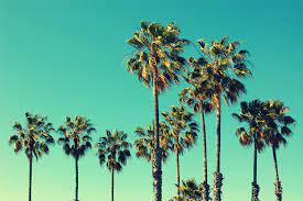 Different Types Of Palm Trees And Palm Tree Varieties Plantsnap