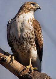 The Activity At My Feeder Has Attracted This Hawk So Far He Has Caught A Few Pigeons What A Thrill To See Him Up Close Red Tailed Hawk Bird Species Pet