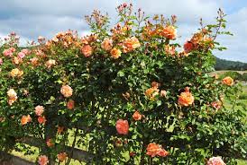 I made a little something for you to sing along with me. How To Grow Climbing Roses In A Small Space Garden Architectural Digest