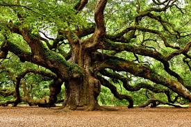 It means that great things (or people) can come from small beginnings. The Mighty Oak