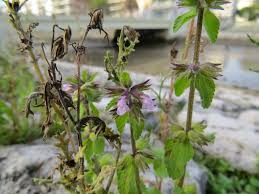 Image result for Stachys aculeolata