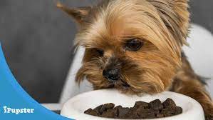 Best Nutritious Dog Food For Yorkies For 2020 Dog Food Recipes Yorkie Best Dog Food