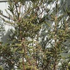 Image result for Erica wildii