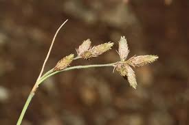Image result for Fuirena pubescens