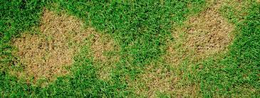 There are many misguided theories as to why your dog's wee kills the grass. How To Prevent Dog Pee From Killing Grass Does Dog Pee Kill Grass Zodega