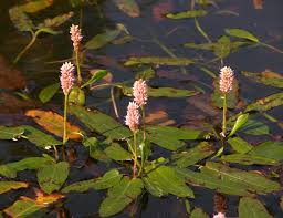 Image result for Persicaria hystricula
