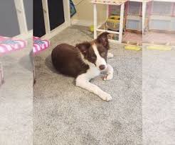 All our crew are health tested and we are committed to breeding and paring only the best. Puppyfinder Com Border Collie Puppies Puppies For Sale Near Me In Oregon Usa Page 1 Displays 10