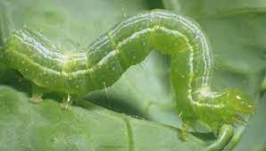 We did not find results for: Inchworm Control