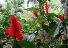 Image result for Pachystachys